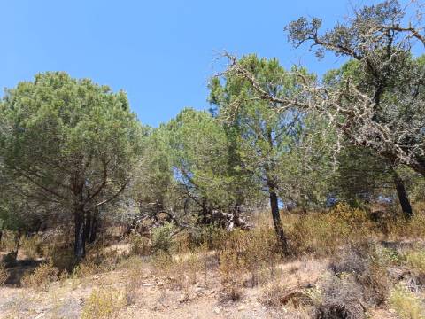 TERRENO RÚSTICO COM 5.160 M2 - PRÓXIMO A FOZ DE ODELEITE - ODELEITE - CASTRO MARIM - ALGARVE