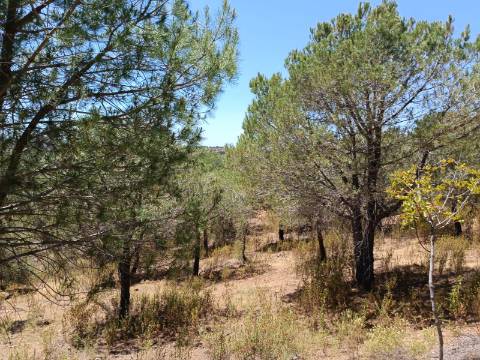 TERRENO RÚSTICO COM 5.160 M2 - PRÓXIMO A FOZ DE ODELEITE - ODELEITE - CASTRO MARIM - ALGARVE