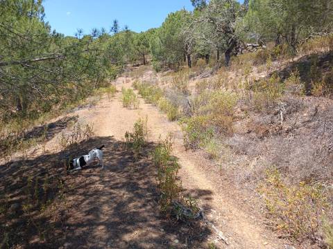 TERRENO RÚSTICO COM 5.160 M2 - PRÓXIMO A FOZ DE ODELEITE - ODELEITE - CASTRO MARIM - ALGARVE