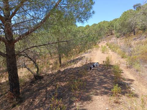 TERRENO RÚSTICO COM 5.160 M2 - PRÓXIMO A FOZ DE ODELEITE - ODELEITE - CASTRO MARIM - ALGARVE
