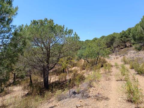 TERRENO RÚSTICO COM 5.160 M2 - PRÓXIMO A FOZ DE ODELEITE - ODELEITE - CASTRO MARIM - ALGARVE