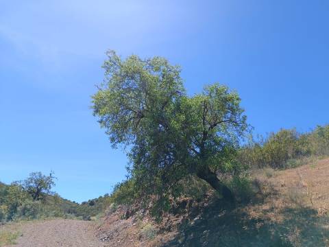 TERRENO COM 12.800 M2 - PRÓXIMO A CORTE DO GAGO EM CASTRO MARIM - ALGARVE