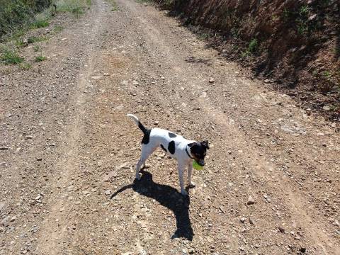 TERRENO COM 12.800 M2 - PRÓXIMO A CORTE DO GAGO EM CASTRO MARIM - ALGARVE