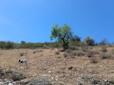 TERRENO COM 12.800 M2 - PRÓXIMO A CORTE DO GAGO EM CASTRO MARIM - ALGARVE