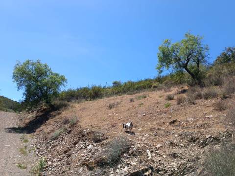 TERRENO COM 12.800 M2 - PRÓXIMO A CORTE DO GAGO EM CASTRO MARIM - ALGARVE