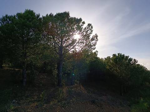 TERRENO COM 42.480 M2 - POSSIBILIDADE DE CONSTRUIR ARMAZEM - BELICHE - CASTRO MARIM - ALGARVE