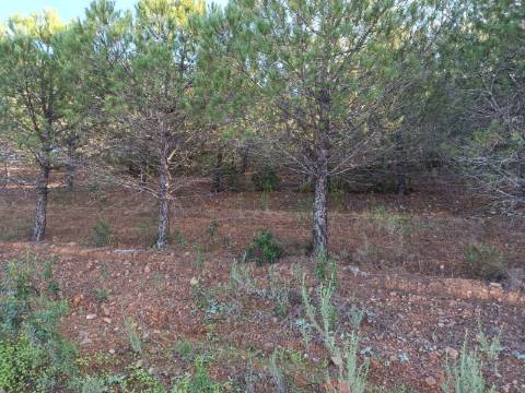 TERRENO COM 42.480 M2 - POSSIBILIDADE DE CONSTRUIR ARMAZEM - BELICHE - CASTRO MARIM - ALGARVE