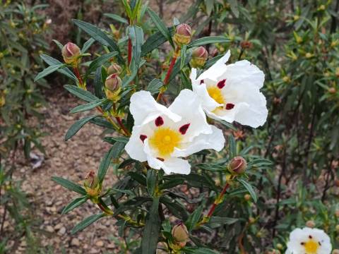 TERRENO COM 42.480 M2 - POSSIBILIDADE DE CONSTRUIR ARMAZEM - BELICHE - CASTRO MARIM - ALGARVE