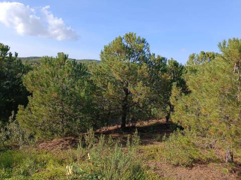 TERRENO COM 42.480 M2 - POSSIBILIDADE DE CONSTRUIR ARMAZEM - BELICHE - CASTRO MARIM - ALGARVE