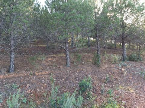 TERRENO COM 42.480 M2 - POSSIBILIDADE DE CONSTRUIR ARMAZEM - BELICHE - CASTRO MARIM - ALGARVE