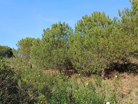 TERRENO COM 42.480 M2 - POSSIBILIDADE DE CONSTRUIR ARMAZEM - BELICHE - CASTRO MARIM - ALGARVE