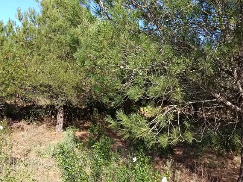 TERRENO COM 42.480 M2 - POSSIBILIDADE DE CONSTRUIR ARMAZEM - BELICHE - CASTRO MARIM - ALGARVE