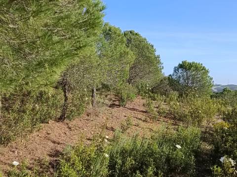 TERRENO COM 42.480 M2 - POSSIBILIDADE DE CONSTRUIR ARMAZEM - BELICHE - CASTRO MARIM - ALGARVE