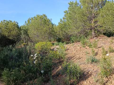 TERRENO COM 42.480 M2 - POSSIBILIDADE DE CONSTRUIR ARMAZEM - BELICHE - CASTRO MARIM - ALGARVE