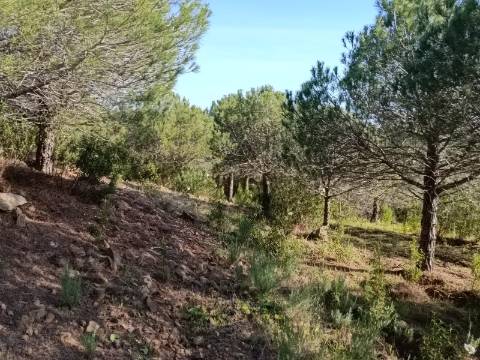 TERRENO COM 42.480 M2 - POSSIBILIDADE DE CONSTRUIR ARMAZEM - BELICHE - CASTRO MARIM - ALGARVE