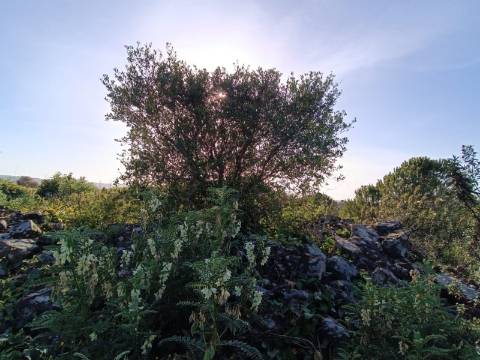 TERRENO COM 42.480 M2 - POSSIBILIDADE DE CONSTRUIR ARMAZEM - BELICHE - CASTRO MARIM - ALGARVE