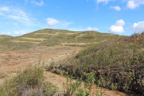 Terreno Rústico, Cotovio