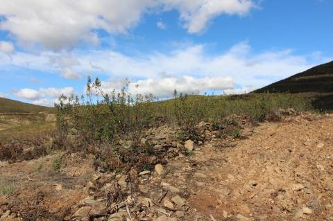 Terreno Rústico, Cotovio