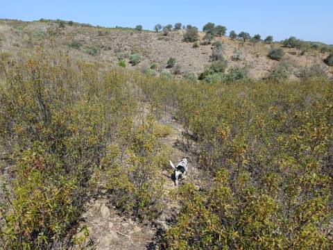TERRENO RUSTICO COM 7.240 M2 - PRÓXIMO A ALDEIA DOS BALURCOS EM ALCOUTIM - ALGARVE