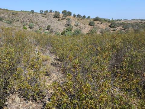 TERRENO RUSTICO COM 7.240 M2 - PRÓXIMO A ALDEIA DOS BALURCOS EM ALCOUTIM - ALGARVE