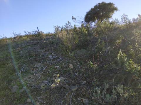 TERRENO RÚSTICO COM 5.920 M2 - BONS ACESSOS - CORTELHA - AZINHAL - CASTRO MARIM - ALGARVE