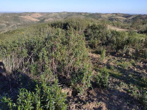 TERRENO RÚSTICO COM 5.920 M2 - BONS ACESSOS - CORTELHA - AZINHAL - CASTRO MARIM - ALGARVE