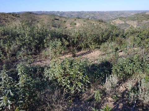TERRENO RÚSTICO COM 5.920 M2 - BONS ACESSOS - CORTELHA - AZINHAL - CASTRO MARIM - ALGARVE