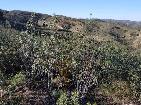 TERRENO RÚSTICO COM 5.920 M2 - BONS ACESSOS - CORTELHA - AZINHAL - CASTRO MARIM - ALGARVE