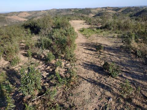 TERRENO RÚSTICO COM 5.920 M2 - BONS ACESSOS - CORTELHA - AZINHAL - CASTRO MARIM - ALGARVE
