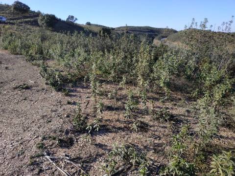 TERRENO RÚSTICO COM 5.920 M2 - BONS ACESSOS - CORTELHA - AZINHAL - CASTRO MARIM - ALGARVE