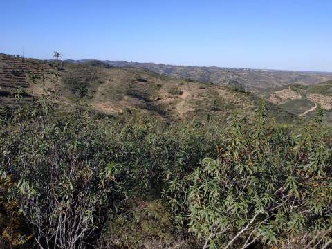 TERRENO RÚSTICO COM 5.920 M2 - BONS ACESSOS - CORTELHA - AZINHAL - CASTRO MARIM - ALGARVE