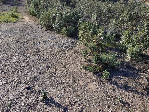 TERRENO RÚSTICO COM 5.920 M2 - BONS ACESSOS - CORTELHA - AZINHAL - CASTRO MARIM - ALGARVE