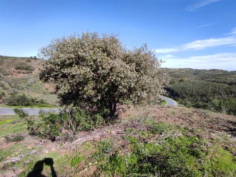 TERRENO RÚSTICO COM 5.920 M2 - BONS ACESSOS - CORTELHA - AZINHAL - CASTRO MARIM - ALGARVE