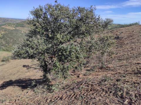 TERRENO RÚSTICO COM 5.920 M2 - BONS ACESSOS - CORTELHA - AZINHAL - CASTRO MARIM - ALGARVE