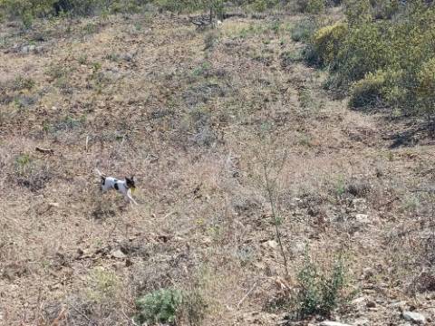 TERRENO COM 19.040 M2 PRÓXIMO AO VALE PEREIRO EM ODELEITE - CASTRO MARIM - ALGARVE
