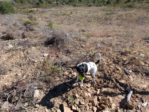 TERRENO COM 19.040 M2 PRÓXIMO AO VALE PEREIRO EM ODELEITE - CASTRO MARIM - ALGARVE