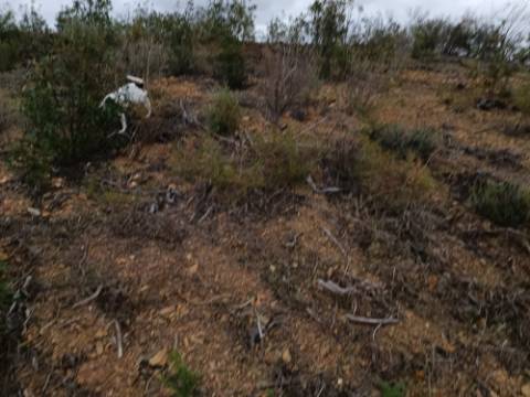 TERRENO RÚSTICO COM 3.800 M2 - PRÓXIMO AS ALCARIAS GRANDES - CASTRO MARIM - ALGARVE
