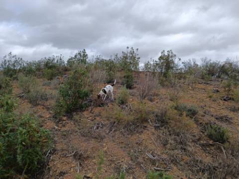 TERRENO RÚSTICO COM 3.800 M2 - PRÓXIMO AS ALCARIAS GRANDES - CASTRO MARIM - ALGARVE