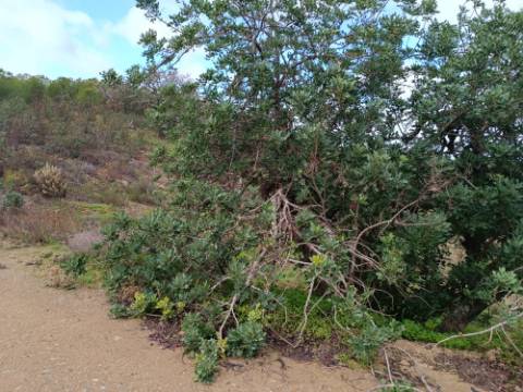 TERRENO RÚSTICO COM 3.800 M2 - PRÓXIMO AS ALCARIAS GRANDES - CASTRO MARIM - ALGARVE