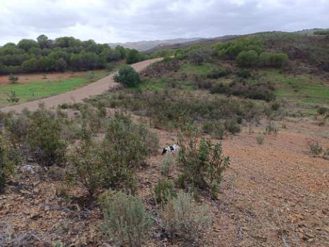 TERRENO RÚSTICO COM 3.800 M2 - PRÓXIMO AS ALCARIAS GRANDES - CASTRO MARIM - ALGARVE