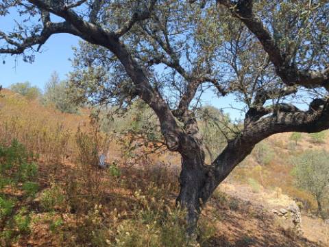 TERRENO COM 12.880 M2 - COM DUAS FRENTES: RIO E RIBEIRA - FOZ DE ODELEITE - CASTRO MARIM - ALGARVE