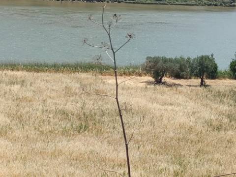 TERRENO COM 12.880 M2 - COM DUAS FRENTES: RIO E RIBEIRA - FOZ DE ODELEITE - CASTRO MARIM - ALGARVE