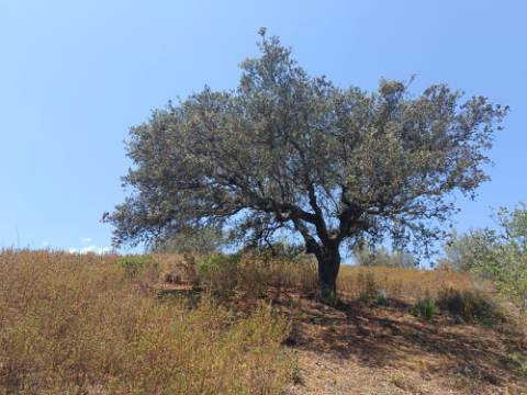 TERRENO COM 12.880 M2 - COM DUAS FRENTES: RIO E RIBEIRA - FOZ DE ODELEITE - CASTRO MARIM - ALGARVE