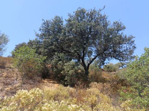 TERRENO COM 12.880 M2 - COM DUAS FRENTES: RIO E RIBEIRA - FOZ DE ODELEITE - CASTRO MARIM - ALGARVE