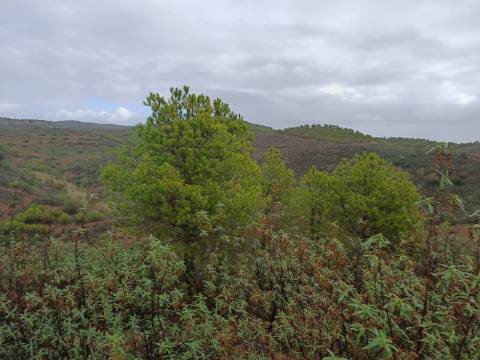 TERRENO COM 60.200 M2 - COM POSSIBILIDADE DE CONSTRUÇÃO - MORADIA - TURISMO - PALMEIRA - ALCOUTIM - ALGARVE