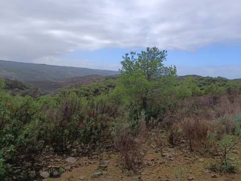 TERRENO COM 60.200 M2 - COM POSSIBILIDADE DE CONSTRUÇÃO - MORADIA - TURISMO - PALMEIRA - ALCOUTIM - ALGARVE