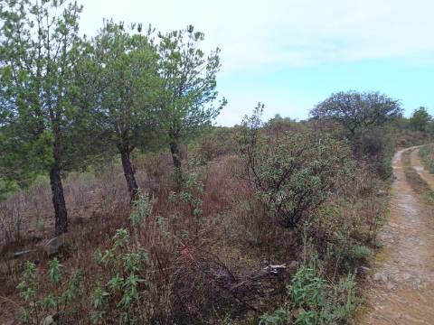 TERRENO COM 60.200 M2 - COM POSSIBILIDADE DE CONSTRUÇÃO - MORADIA - TURISMO - PALMEIRA - ALCOUTIM - ALGARVE