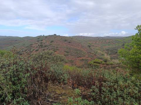 TERRENO COM 60.200 M2 - COM POSSIBILIDADE DE CONSTRUÇÃO - MORADIA - TURISMO - PALMEIRA - ALCOUTIM - ALGARVE