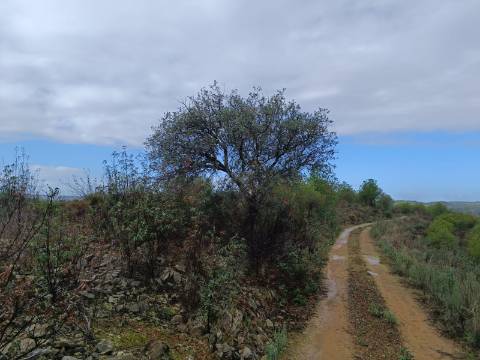 TERRENO COM 60.200 M2 - COM POSSIBILIDADE DE CONSTRUÇÃO - MORADIA - TURISMO - PALMEIRA - ALCOUTIM - ALGARVE