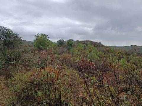 TERRENO COM 60.200 M2 - COM POSSIBILIDADE DE CONSTRUÇÃO - MORADIA - TURISMO - PALMEIRA - ALCOUTIM - ALGARVE